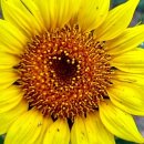 선자농장 이미지