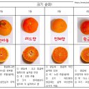 레드향 이미지