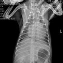 대방동물병원 이미지