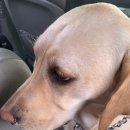 펫가드 펫택시 이미지