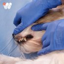 신월동물병원 이미지