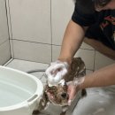 경포몽애견펜션 이미지