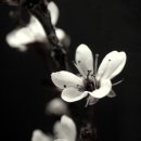 회귀(回歸) 이미지