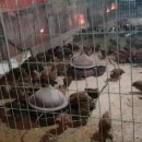 대요농장 이미지