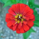 농부의 정원 이미지