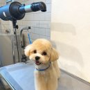 홍글몽글 이미지