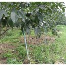 대봉농장 이미지