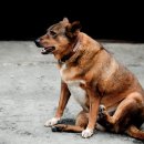 털찐강아지 이미지