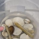 충남 해안 갯벌체험 청포대해수욕장 vs 몽산포해수욕장 비교 후기(맛조개 구이or탕??)