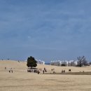올림픽공원2번출구 (뒤) | 서울 올림픽공원 나홀로나무 산수유 개화 상황 실시간 (미선나무, 산책코스, 주차)