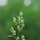 단상/금화산의 싱아 이미지