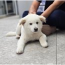 안심동물의료센터 이미지