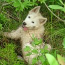 상군농장 이미지