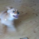 원흥동물의료센터 이미지