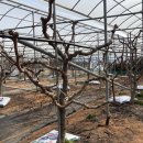 대추나무 이미지