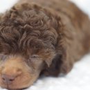 빵실빵실 이미지