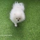 에브리댕 이미지