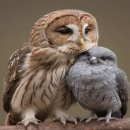 올바름 반려견 뷰티샵 이미지