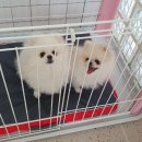 멍멍미용실 이미지