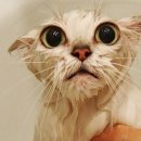목욕하는 고양이 이미지