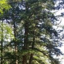 오대산 곤드레밥 이미지