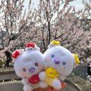 433 | 플레이브 십카페 벚꽃 아스테룸 433-10 후기