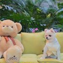 꾸어바666 이미지