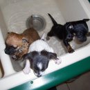 셀프 강아지 목욕탕 이미지