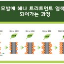 해피데이퀸즈헤나