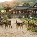 빌리지독 이미지