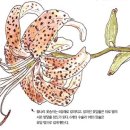 참나린 이미지