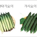 [공지] 원예작물학1 중간과제물 (2023.10월 제출)