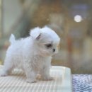 아이러브펫동물병원 이미지