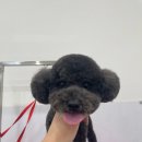 강아지 미용 이미지