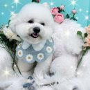 워킹펫살롱 이미지