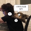야옹아멍멍해봐 이미지