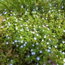 호수공원수변공원 이미지