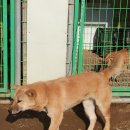 정아 켄넬 이미지