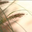 지푸라기 이미지