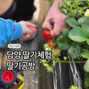 죽녹원 곤충농장 | 광주근교 딸기체험 딸기공방 아이랑 농장 체험 추천