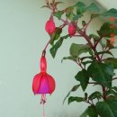 약초흑염소농장 이미지