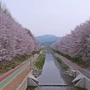 명품 벚꽃 길 이미지