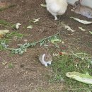 카페/아라뱃길카페 아라드림숲카페 계양산뷰맛집 애견...밭이 있어 부모님, 아이들과 가기좋은 카페 후기