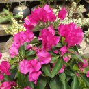 룸비니유치원 이미지