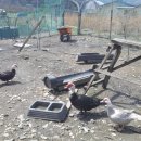 밤실흑염소농장 이미지