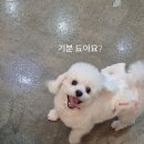 밀독(MILLDOG) 이미지