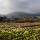 삼일농장