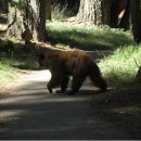중국의 한 농가에서 어미곰이 새끼곰을 죽이고 어미도 자살 이미지
