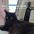 냥다방 이미지