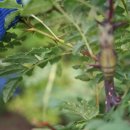 나비텃밭농원 이미지